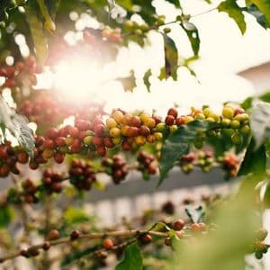 Where Do Coffee Beans Come From? The Ultimate Guide Of Coffee Bean Processing