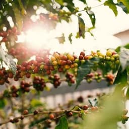 Where Do Coffee Beans Come From? The Ultimate Guide Of Coffee Bean Processing