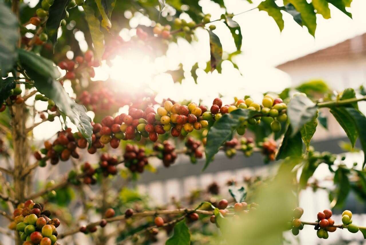 Where Do Coffee Beans Come From? The Ultimate Guide Of Coffee Bean Processing