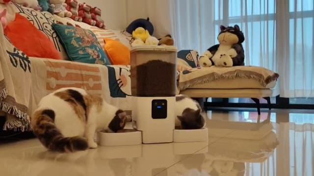Automatic Cat Feeder 2 Cats with Slow Feed: Dual Automatic Dog Feeder with 5G WiFi, Cat Food Dispenser with APP Control for Multiple Pets, Detachable for Easy Clean,Large Food Storage-29 Cup