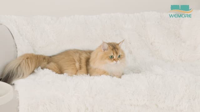 Wemore Shaggy Long Fur Faux Fur Weighted Blanket, Cozy and Fluffy Plush Sherpa Long Hair Blanket for Adult 15lbs, Fluffy Fuzzy Sherpa Reverse Heavy Blankets for Bed, Couch, Cream White, 48 x 72 Inches