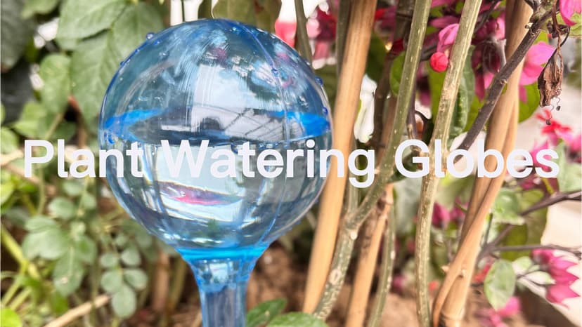 MOONSOUND Self Watering Globes for Plants - 10pcs Automatic Watering Bulbs for Indoor & Outdoor Potted Plants, Vacation Plant Care, Water Conservation Device
