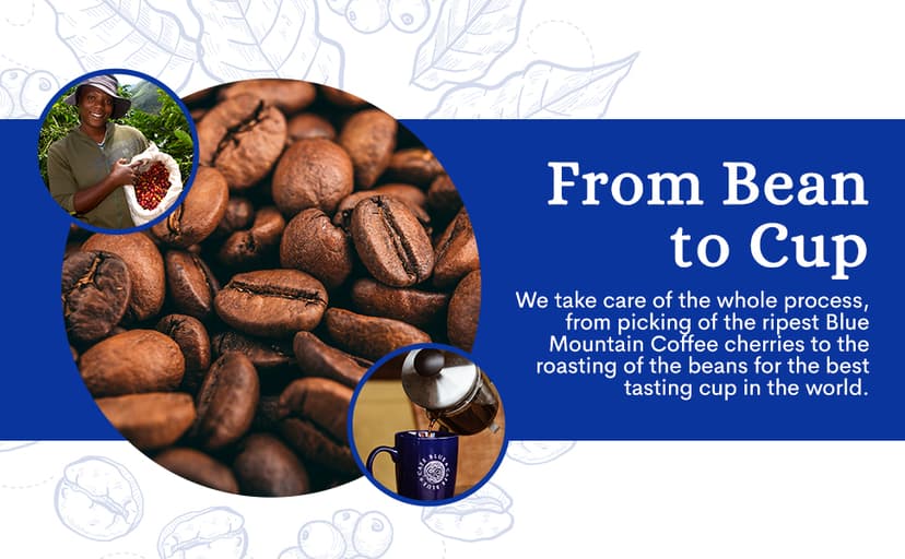 Cafe Blue 100% Authentic Jamaica Blue Mountain Medium Roast Whole Bean Premium Arabica Coffee, 16 Ounces (1 Pound, 454 Grams)