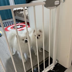 WAOWAO Triple Lock Baby Gate Extra Wide 67.32-72.04" Pressure Mounted Walk Through Swing Auto Close Safety Black Metal Dog Pet Puppy Cat for Stairs,Doorways,Kitchen