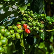 PREMIUM PLANTATION BLUE TRADITION CLASS EXPERIENCE 100% Jamaica Blue Mountain Coffee Medium Roasted and Ground (16oz)