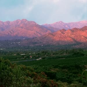 Messermeister Avanta Forged 5” Fine Edge Steak Knife Set - German X50 Stainless Steel - Rust Resistant & Easy to Maintain - Includes 4 Steak Knives