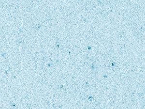 Vibe Gel Memory Foam Mattress, 12-Inch CertiPUR-US Certified Bed-in-a-Box, King, White