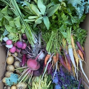 Messermeister Avanta Forged 5” Fine Edge Steak Knife Set - German X50 Stainless Steel - Rust Resistant & Easy to Maintain - Includes 4 Steak Knives