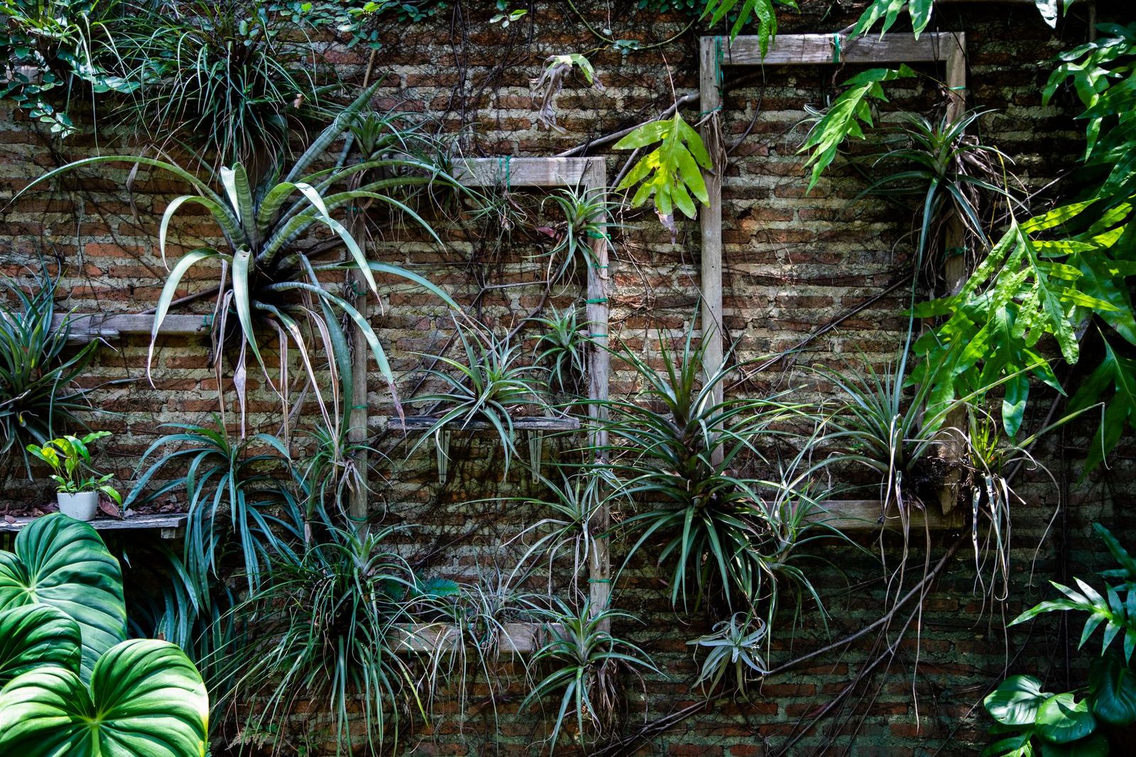 Best Air Plants: Types Compared and How to Choose for %year%